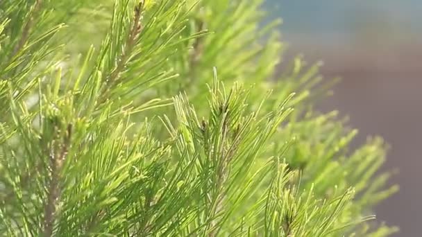 A pine fronds that are moved. — Stock Video
