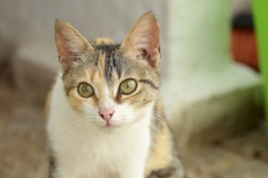 Bir kedinin ilk uçağı. 