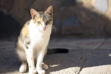 Bir kedinin ilk uçağı. 