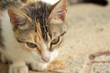 Bir kedinin ilk uçağı. 