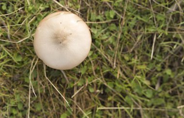 Yeşil bir çayırda mantar.