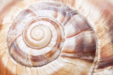 Bir salyangoz makro fotoğrafçılık.