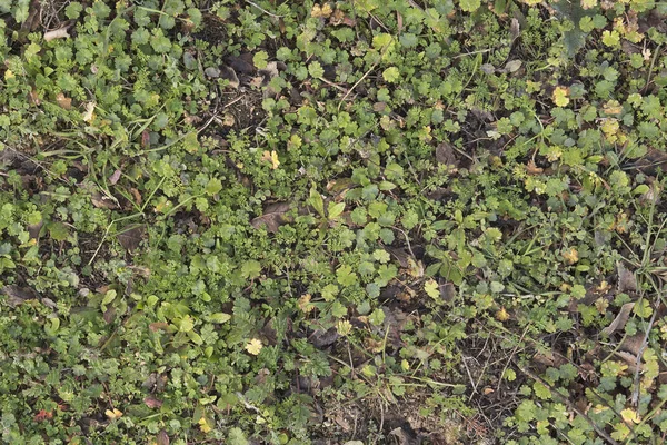 Bakgrund av olika arter av gräs. — Stockfoto