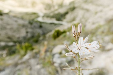 Gamoncillo veya Varica de San Jose. 