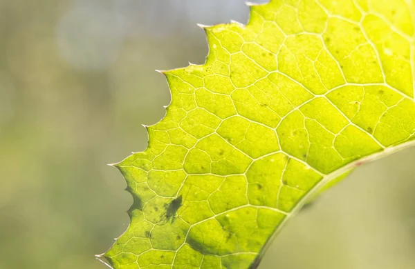 Hinterleuchtetes Blatt mit der Silhouette eines Insekts. — Stockfoto