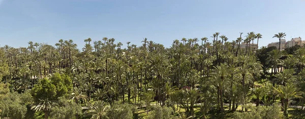 Vista del palmeral de Elche . — Foto de Stock