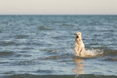 Denizin çalışan altın geri almak.