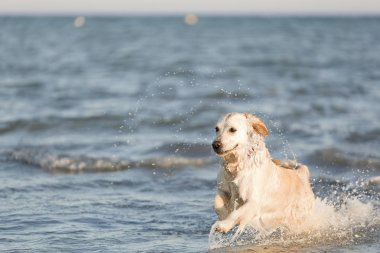 Denizin çalışan altın geri almak.