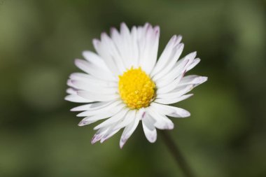 Common white daisy photographed close up clipart