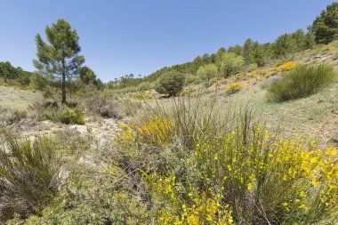 Hiniesta, sarı çiçekli bahar. 