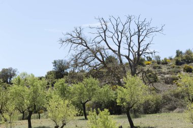 Landscape of almond trees in the Sierra del Segura. clipart