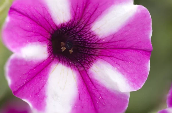 白とピンクの花のマクロ写真. — ストック写真