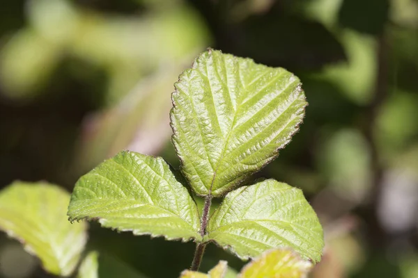 Leaves of a blackberry photographed close up. — Stock Photo, Image