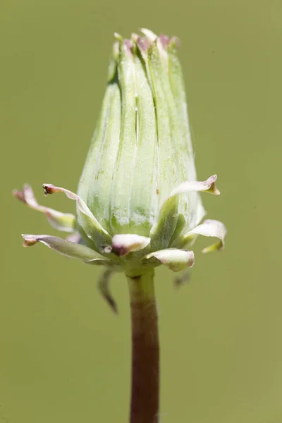 Taraxacum officinale comunemente noto come dente di leone . — Foto Stock