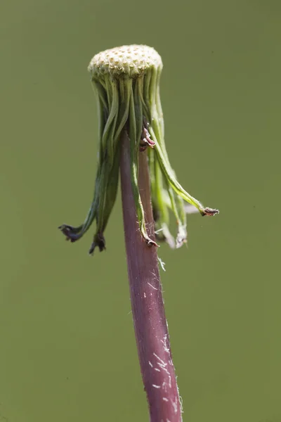 Taraxacum officinale vulgarmente conhecido como dente-de-leão . — Fotografia de Stock