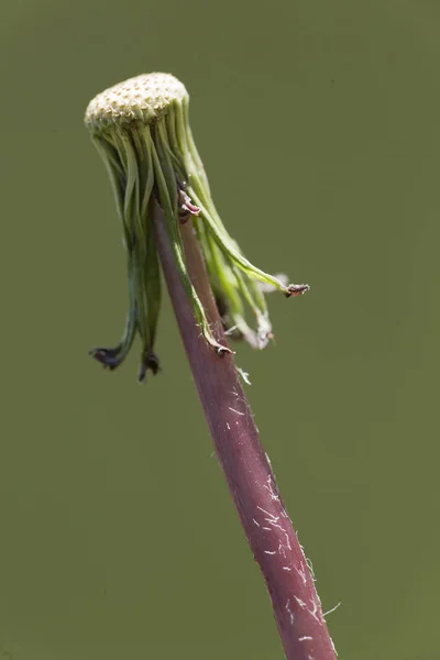 Taraxacum officinale широко известный как одуванчик . — стоковое фото