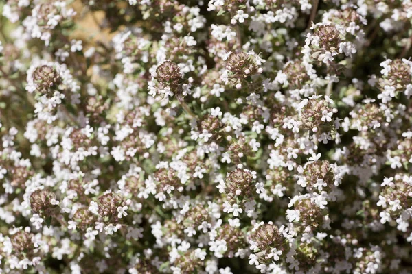 Thymus vulgaris fotografado de perto — Fotografia de Stock