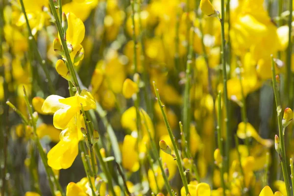 Hiniesta in primavera con i suoi fiori gialli . — Foto Stock