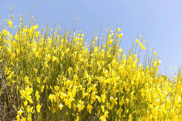 Hiniesta in primavera con i suoi fiori gialli . — Foto Stock
