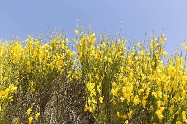Hiniesta a sárga virágok tavasszal. — Stock Fotó