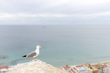 Martı Santa Barbara castle 