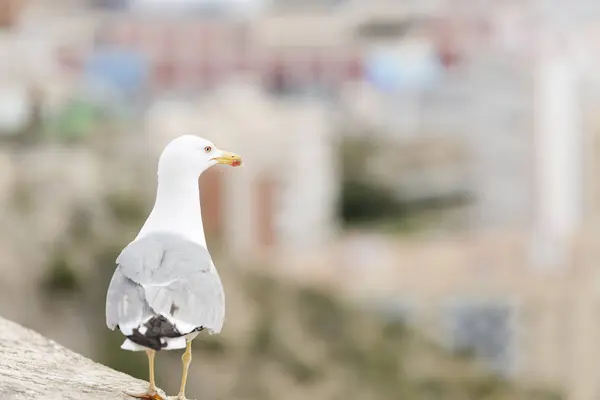 Gaviota en el castillo de Santa Bárbara — Foto de Stock