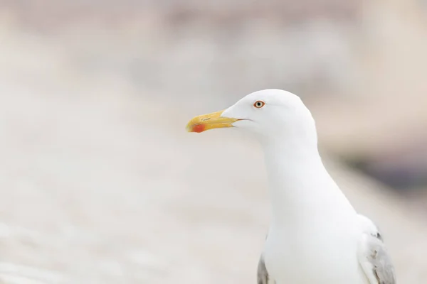 Close-ups van een zeemeeuw — Stockfoto