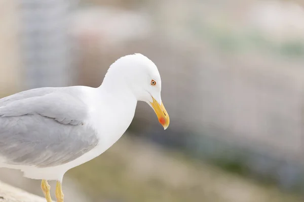 Primeros planos de una gaviota — Foto de Stock