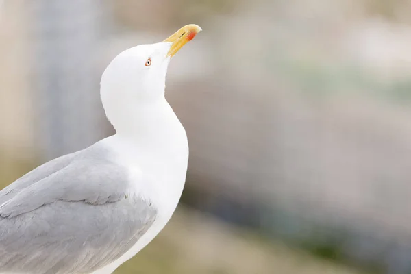 Primeros planos de una gaviota — Foto de Stock