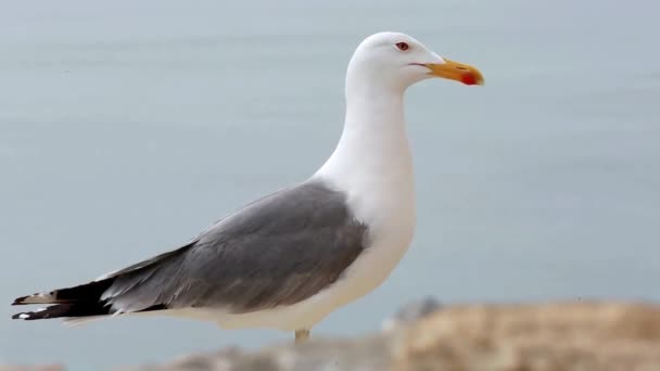 Close-ups de uma gaivota — Vídeo de Stock
