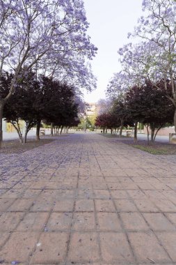 Elche içinde çiçekli ağaçlar ile yürümek.