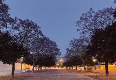 Elche içinde çiçekli ağaçlar ile yürümek.