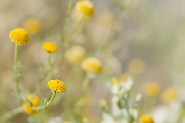 Macro fotografia di una pianta selvatica in primavera . — Foto Stock