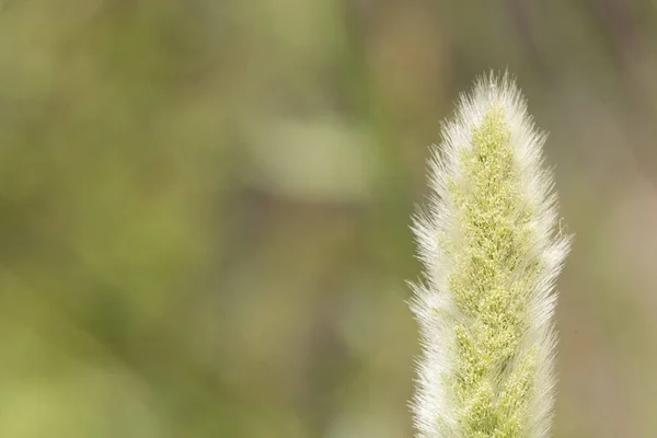 Fotografia makro z dziko rosnących roślin wiosną. — Zdjęcie stockowe