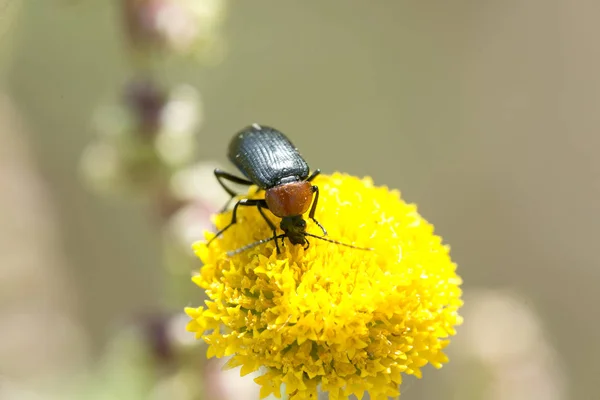 Fotografia macro de um inseto comendo . — Fotografia de Stock
