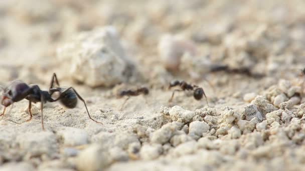 Makro snímek mravenců — Stock video