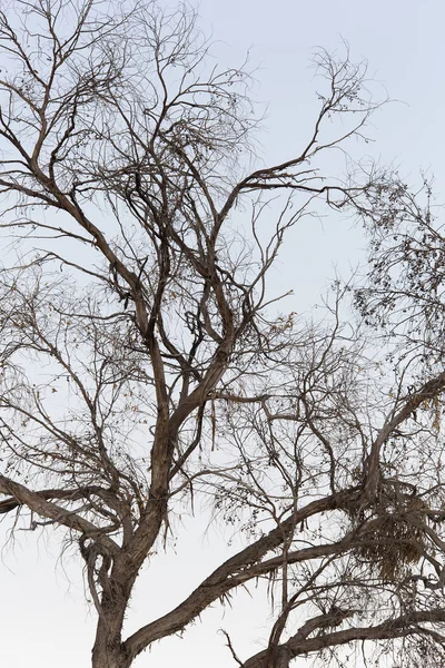 Äste eines großen Baumes. — Stockfoto