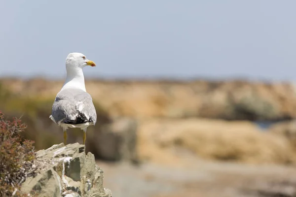 Gaviota en Isla Tabarca . — Foto de Stock