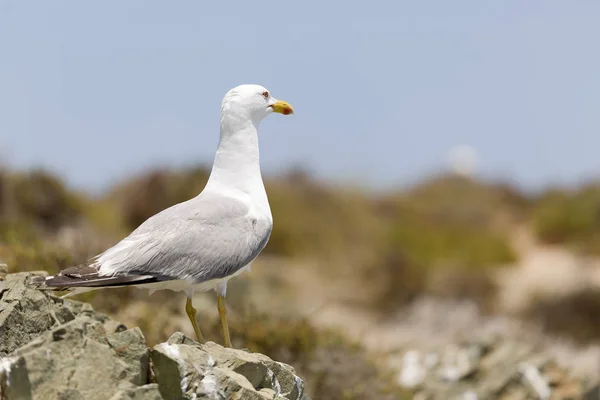 Gaviota en Isla Tabarca . — Foto de Stock