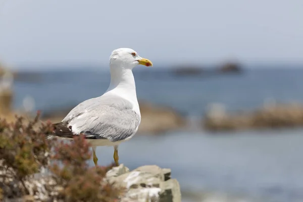 Gaviota en Isla Tabarca . — Foto de Stock