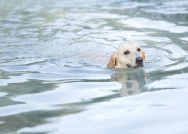 Golden Retriever yıkanan bir göl. 