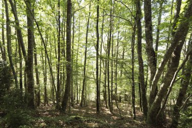 Seva de Irati ormanda 