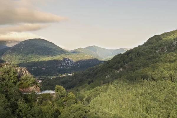 Navarra ormanda kayın.