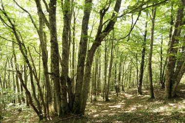 Seva de Irati ormanda 