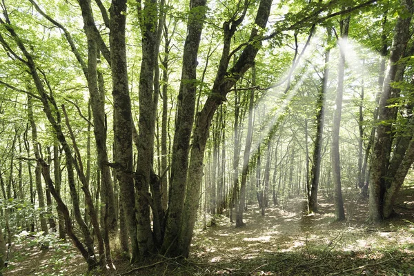 Skogen i den Seva de Irati — Stockfoto