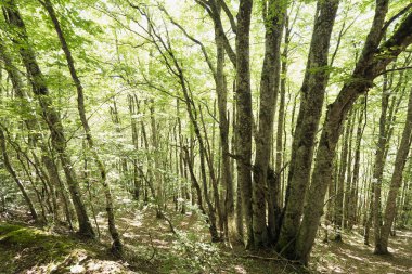 Seva de Irati ormanda 