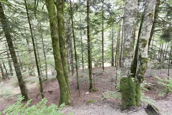 Seva de Irati ormanda 