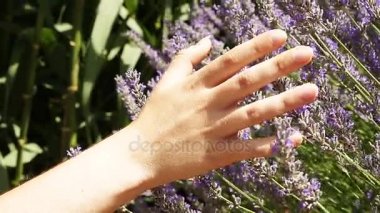 Bir kadının bir lavanta dokunmadan el 