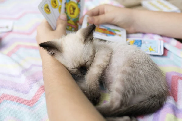 Bir kızın kollarında uyuyan bebek kedi — Stok fotoğraf