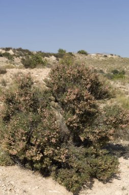 Elche Belediye terimi de Funda